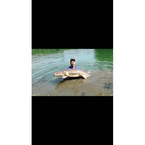 robertom03